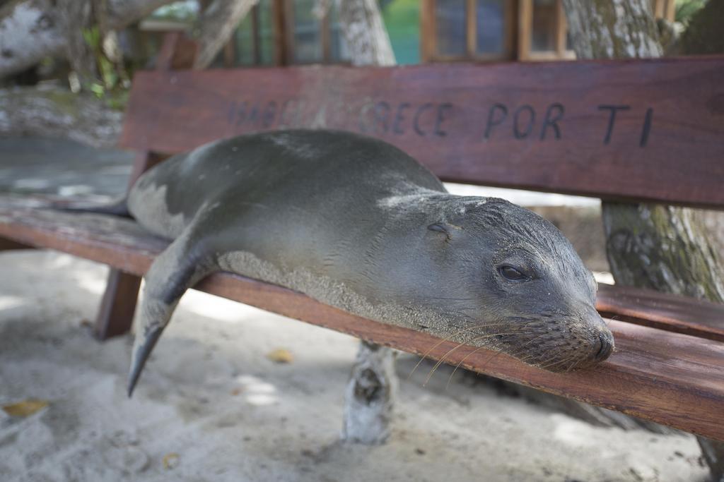 Paraiso De Isabela Puerto Villamil Eksteriør billede