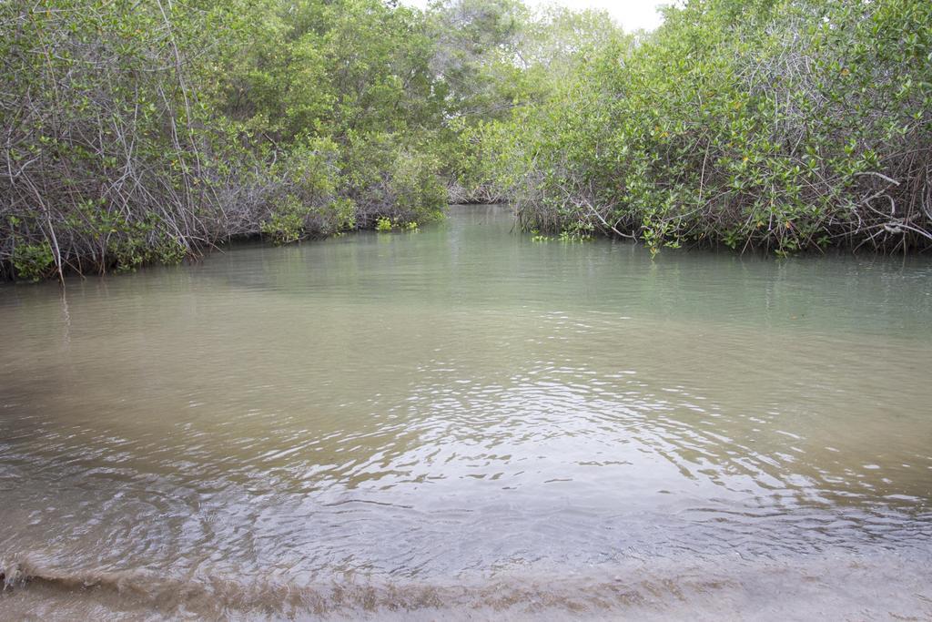 Paraiso De Isabela Puerto Villamil Eksteriør billede