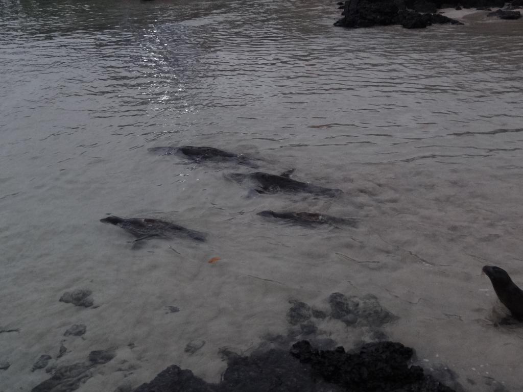 Paraiso De Isabela Puerto Villamil Eksteriør billede
